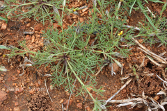 Glossocardia bosvallia